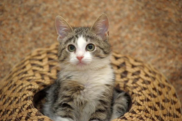 Gatinho adorável deitado no sofá — Fotografia de Stock