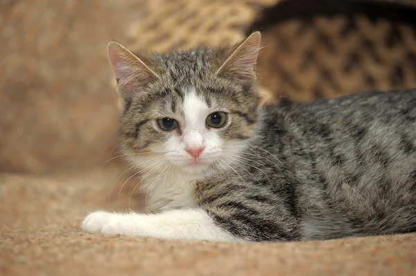 Mooie kitten liggend op de Bank — Stockfoto