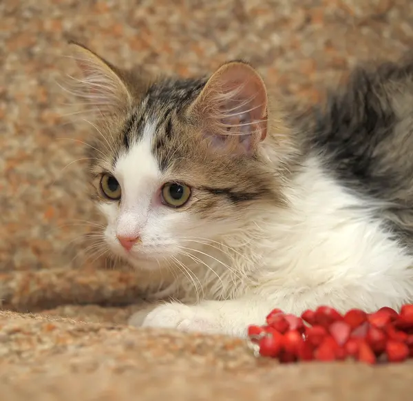 Gatinho adorável deitado no sofá — Fotografia de Stock