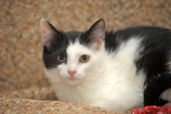 Hermoso gatito acostado en el sofá —  Fotos de Stock