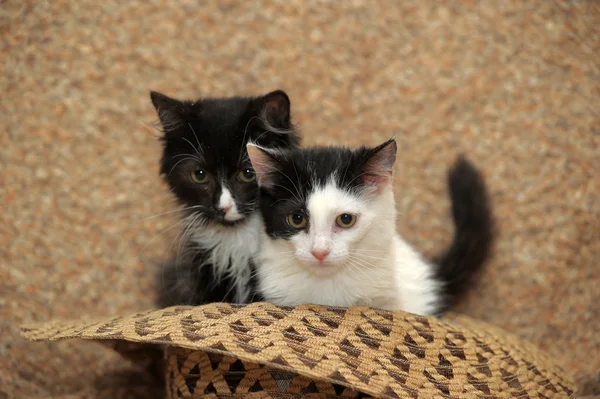 Cute kittens in een mand — Stockfoto