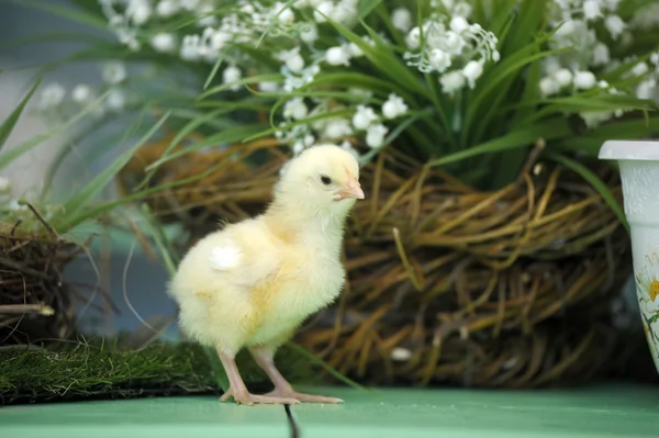 Funny little chicks near the nest — Stock Photo, Image