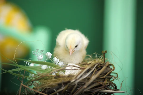 Funny little chicks near the nest — Stock Photo, Image