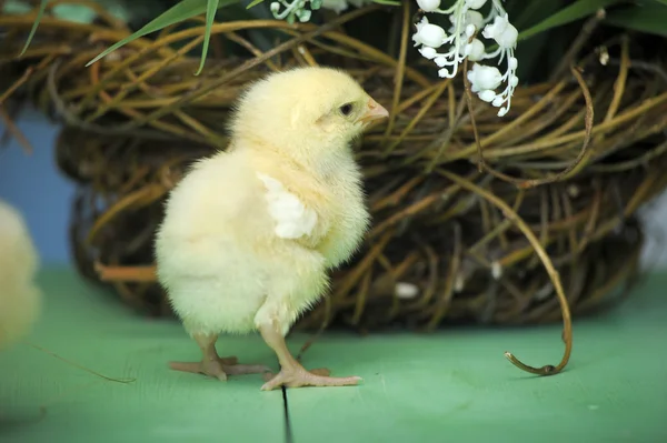 Funny little chicks near the nest — Stock Photo, Image