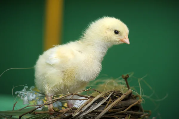 Funny little chicks near the nest — Stock Photo, Image
