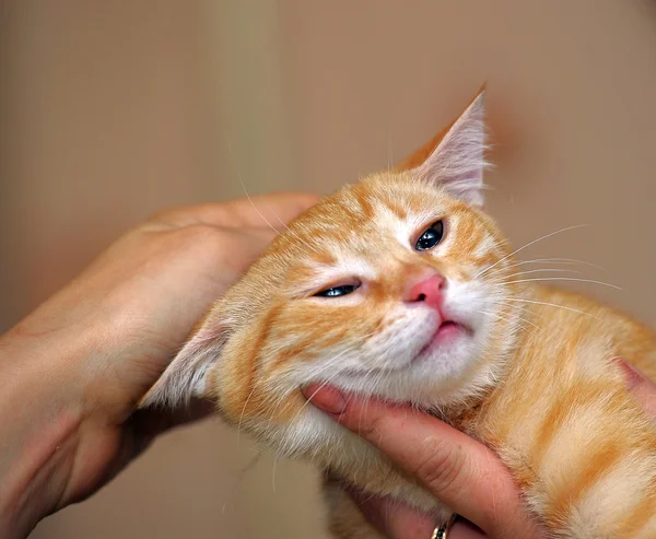 Cute little kitten — Stock Photo, Image