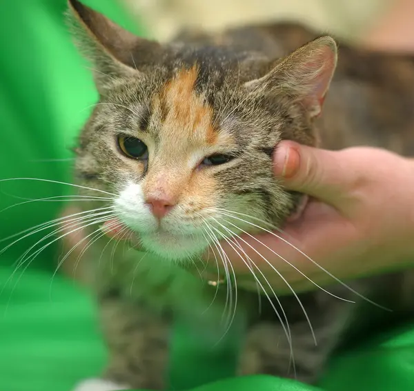 Kucing kecil yang lucu. — Stok Foto