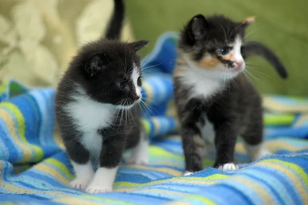 Leuk weinig katje — Stockfoto