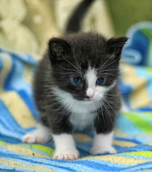 Söta lilla kattunge — Stockfoto