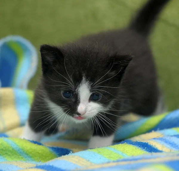 Aranyos kis cica — Stock Fotó