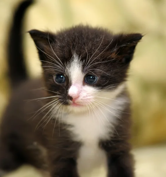 Portrait of a cute kitten — Stock Photo, Image