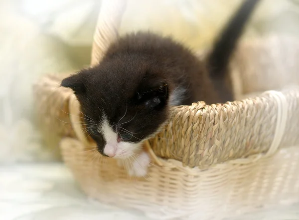 Portrait of a cute kitten — Stock Photo, Image