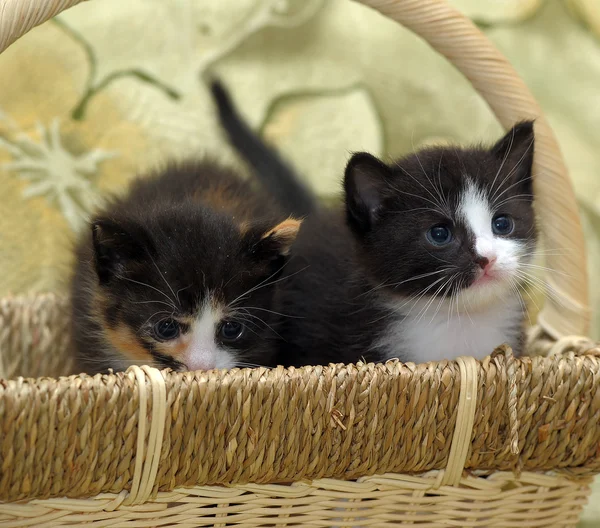 Милые котята в корзине — стоковое фото