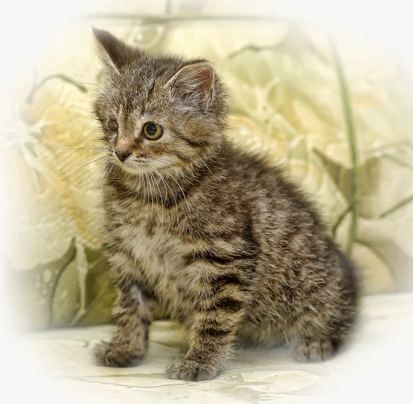 Ritratto di un simpatico gattino sul divano — Foto Stock