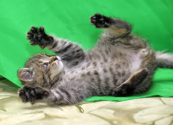 Gatinho brincando no sofá — Fotografia de Stock