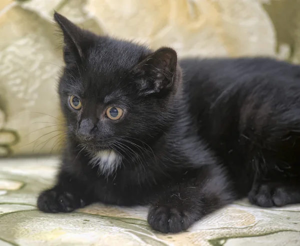 Retrato de um gato preto — Fotografia de Stock