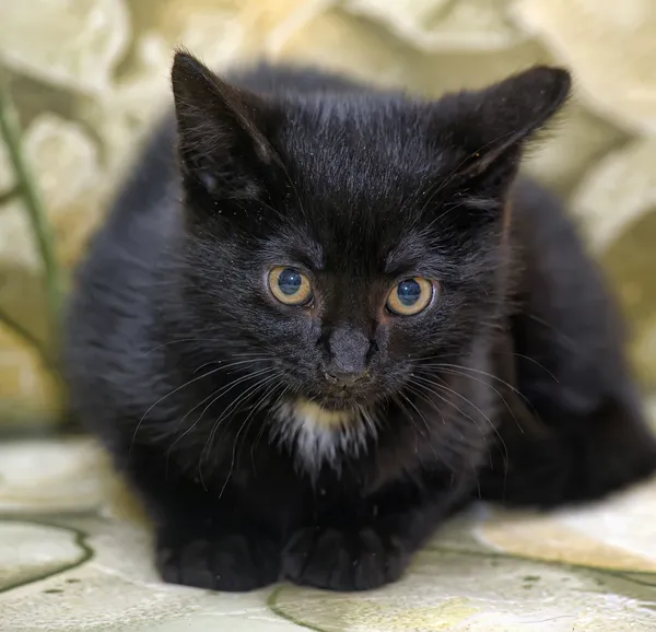 Portret van een zwarte kat — Stockfoto