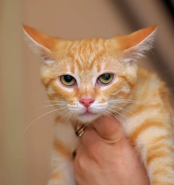 Frau streichelt zufriedene Katze — Stockfoto