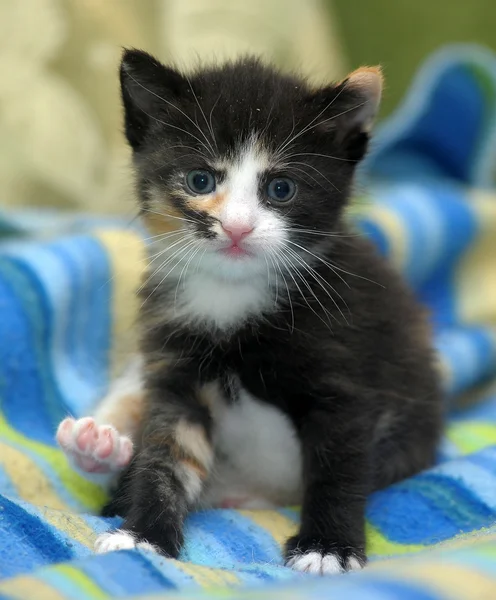 Yatak örtüsü üzerinde şirin kedi yavrusu — Stok fotoğraf