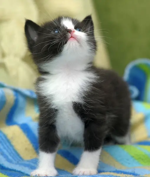 Lindo gatito en la cama cubierta — Foto de Stock