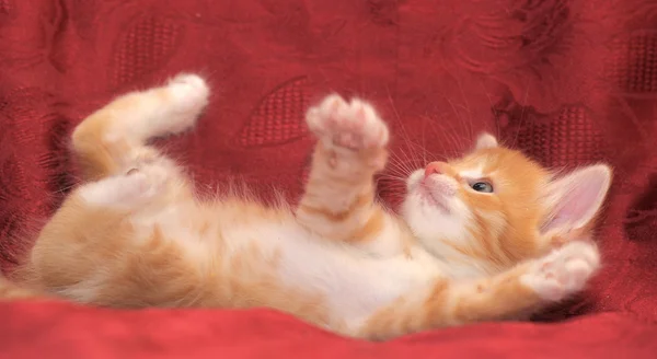Engraçado gatinho ruivo jogando — Fotografia de Stock