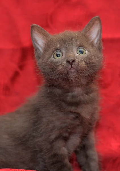 Söt grå kattunge på en röd bakgrund — Stockfoto
