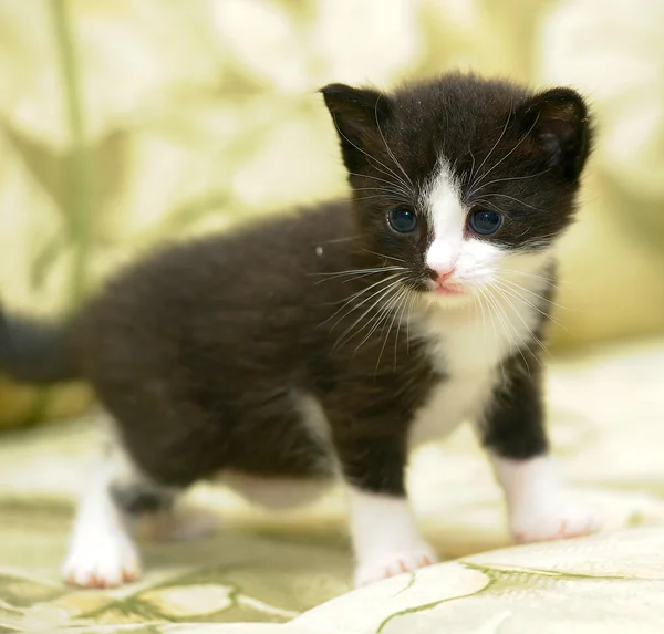 Retrato de um lindo gatinho — Fotografia de Stock