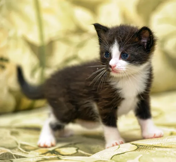 Portret van een mooie kitten — Stockfoto