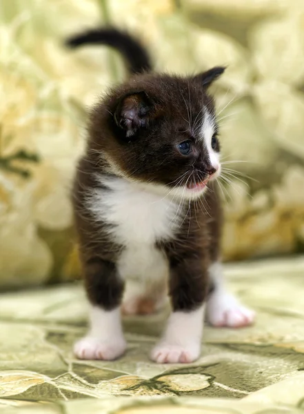 Retrato de um lindo gatinho — Fotografia de Stock