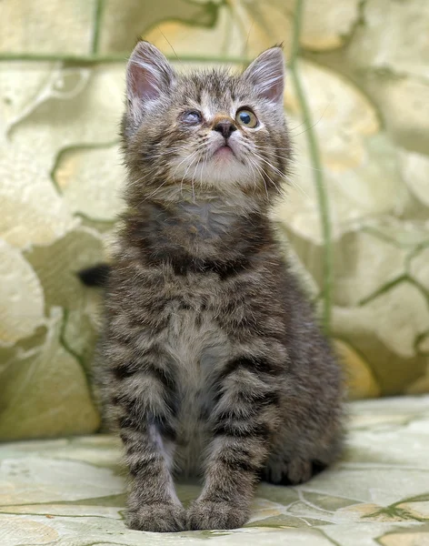 Retrato de um lindo gatinho — Fotografia de Stock