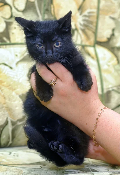 Retrato de um lindo gatinho — Fotografia de Stock