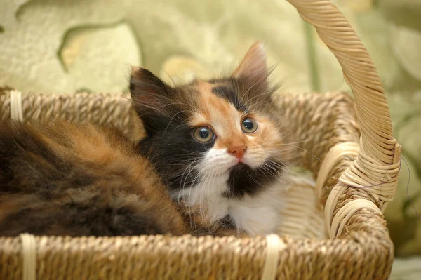 一只漂亮的小猫的肖像 — 图库照片