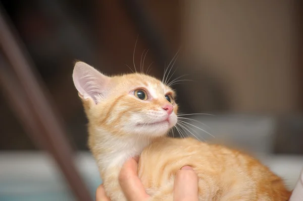 Porträtt av en vacker kattunge — Stockfoto