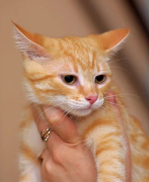 Ritratto di un bel gattino — Foto Stock