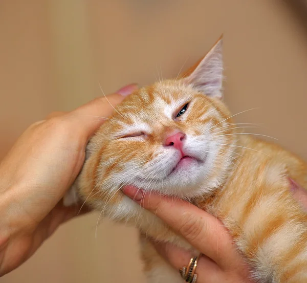 Portret piękny kociak — Zdjęcie stockowe