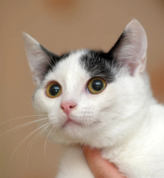 Retrato de un hermoso gatito —  Fotos de Stock