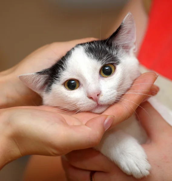 Retrato de um lindo gatinho — Fotografia de Stock