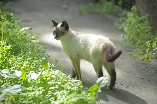 在草坪上走的暹罗猫 — 图库照片