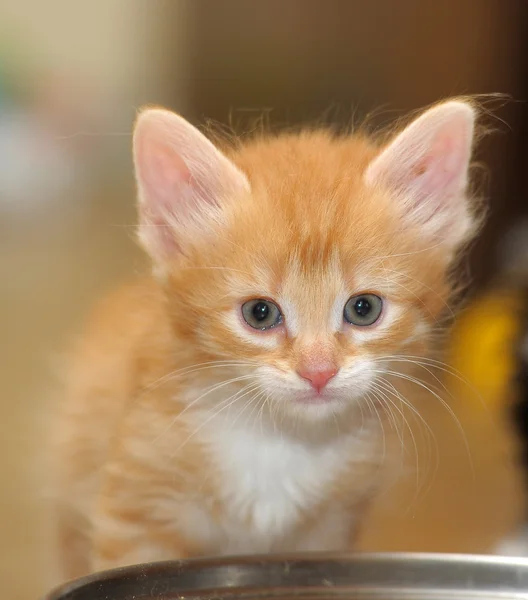 Lindo gatito rojo —  Fotos de Stock