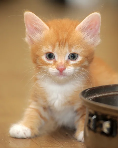 Tatlı kırmızı kedi yavrusu. — Stok fotoğraf