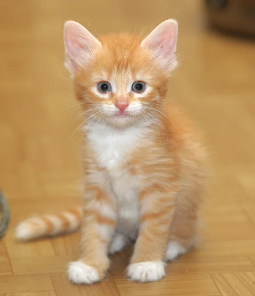 Gatinho vermelho bonito — Fotografia de Stock
