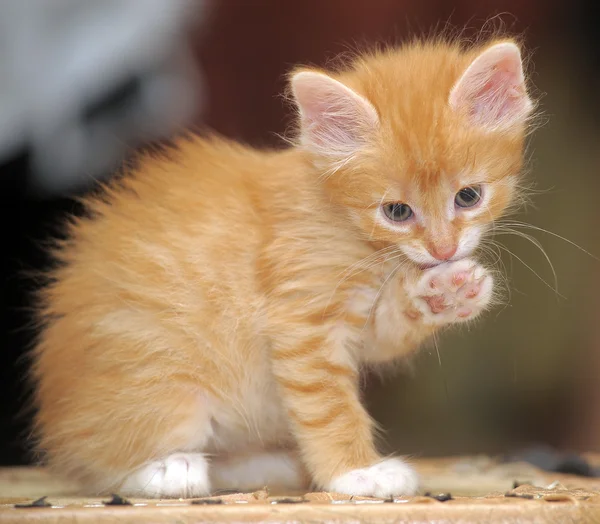 Симпатичный красный котёнок — стоковое фото