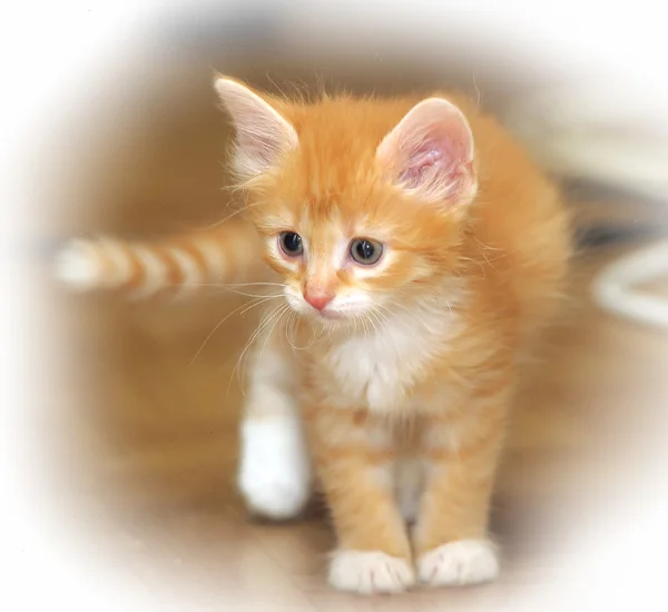 可爱的红猫 — 图库照片