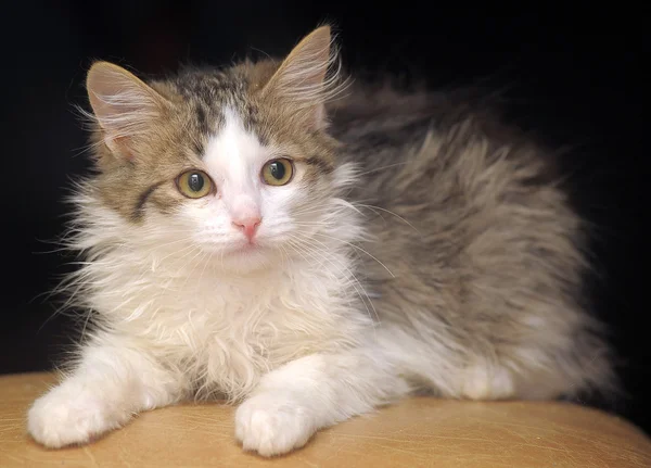 Gato esponjoso — Foto de Stock