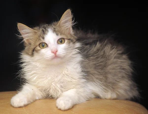 Fluffy cat — Stock Photo, Image