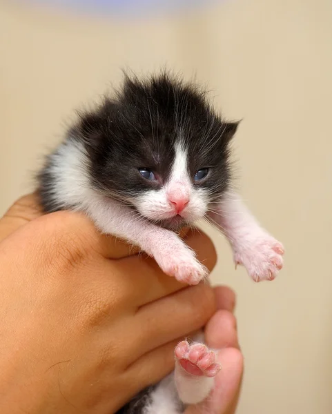 Новонароджені кошеня — стокове фото