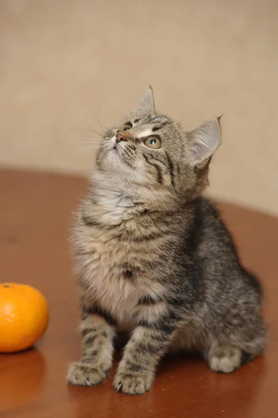 Retrato de um lindo gatinho — Fotografia de Stock