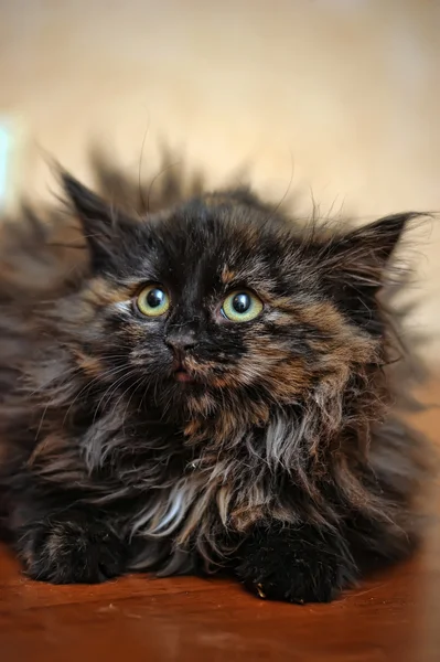 Porträtt av en vacker kattunge — Stockfoto