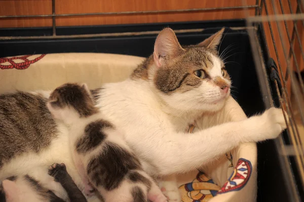 Gato com gatinhos — Fotografia de Stock