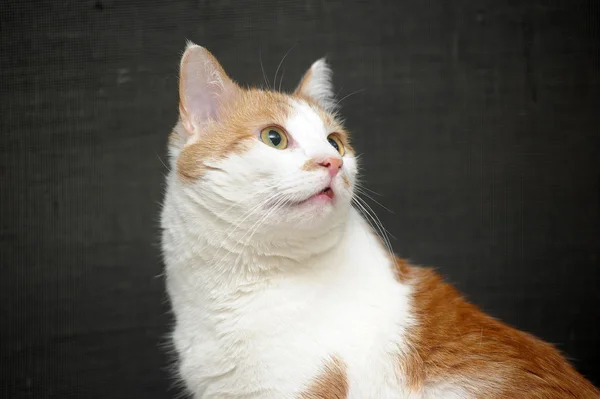 Rosso con gatto bianco — Foto Stock